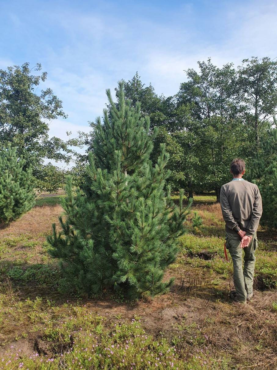Pinus cembra 250-300 cm